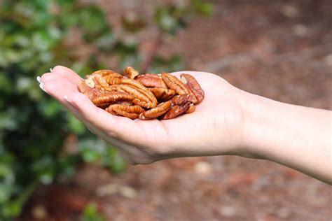 California Grown Pecans Special And Sweet Anytime Bella Viva Orchards