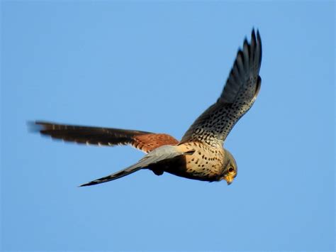 Trauerkraut On Twitter My Today S Birdsofprey Are Common Kestrels