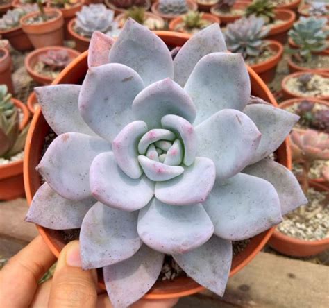 Echeveria Tromso Laui Hybrid Rare Succulent Lazada PH