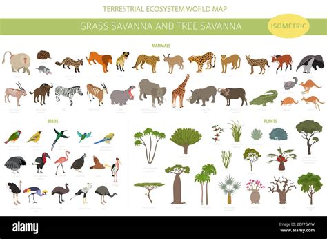 Tree savanna and grass savanna biome, natural region isometric 3d ...