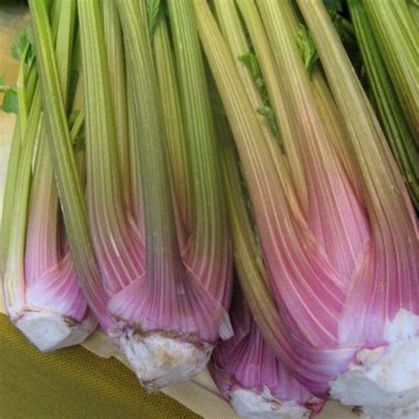 Celery Pink Grow Heirloom Seed