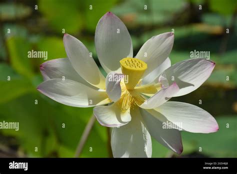 Lotus In Kenilworth Park Aquatic Gardens In Washington DC USA Stock