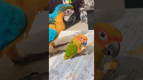 Chips Niye Karakari Bestyoutuber Parrot Micky Birds Macaw Short