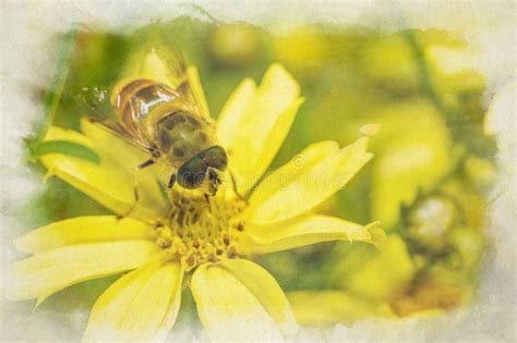 Bee Or Honeybee Digital Watercolour Painting Apis Mellifera