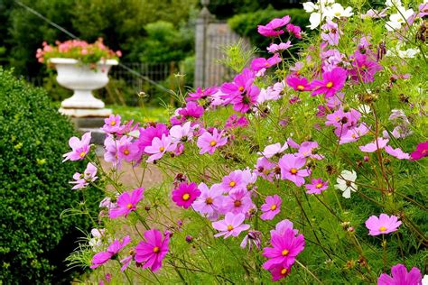 Avec ces fleurs vos parterres de jardin feront sensation tout l été