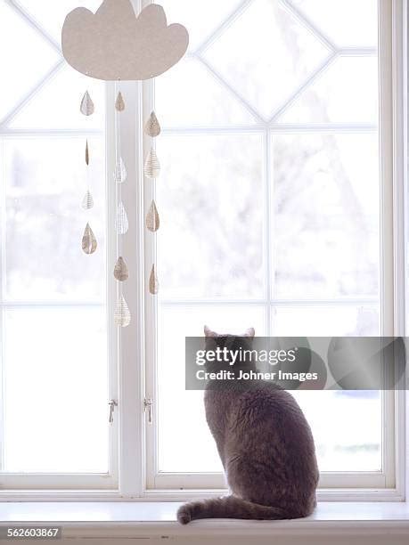 445 Cat Waiting Window Stock Photos High Res Pictures And Images