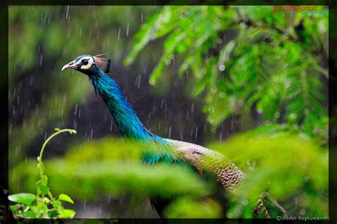 Peacock Pictures In Rain