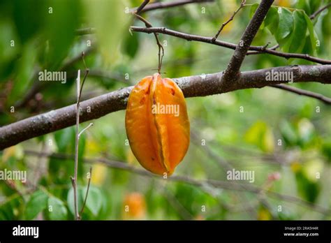 Filipino Fruit Trees