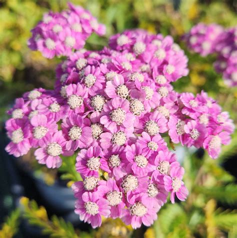 ACHILLEA FIREFLY COLLECTION ‘Firefly Amethyst’ PP32361 - North Coast ...