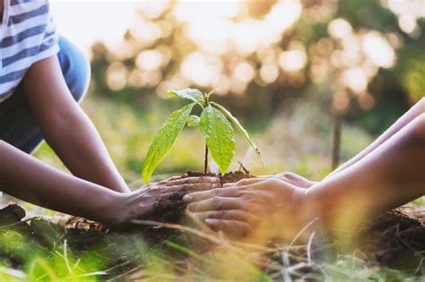 Cómo Plantar Un árbol En 5 Pasos Parques Alegres Iap