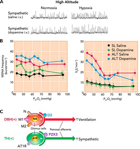 The Logic Of Carotid Body Connectivity To The Brain Physiology