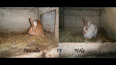 La Reproduction Chez Le Lapin Youtube