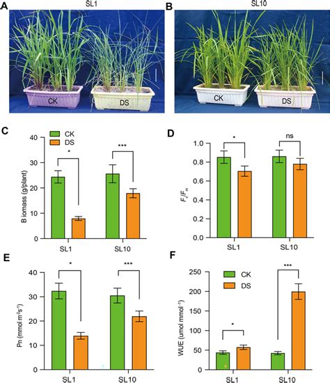 Morphology And Physiology In Response To Drought Treatments In Two