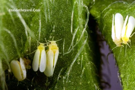 Whiteflies Life Cycle Phases, Damages Caused, How To Prevent And Eliminate