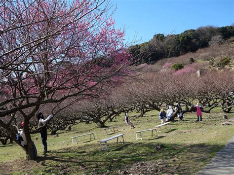 本日の綾部山梅林の風景 綾部山・綾部山梅林