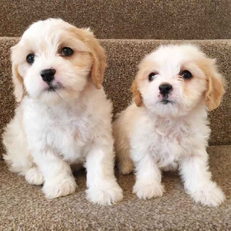 Cavachon Puppies For Sale Very Cute Puppies Cavachon Puppies