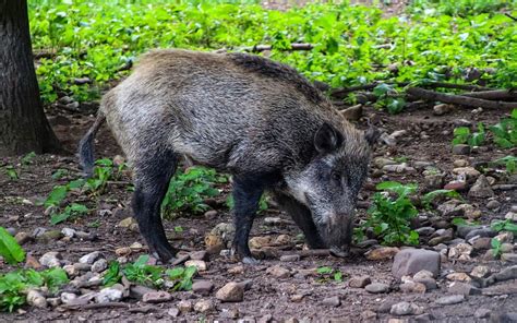 Diduga Duel Dengan Babi Hutan Warga Ini Ditemukan Tewas Penuh Luka