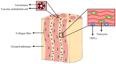 Extracellular Matrix Ecm And Cellular Components Of Tendons Modified