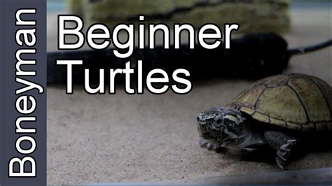 Turtles For Beginners Youtube