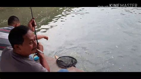 Mancing Ikan Mas Galatama Strike Berkali Kali Youtube