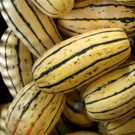 Delicata Squash Seed — Daddygarden