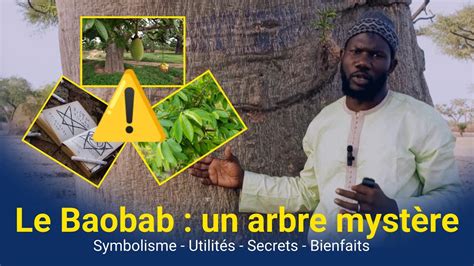 Anti Ndiabar N11 Oustaz Ibrahima GUEYE Le Baobab Ou Gouye Un