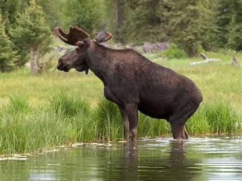 Moose Facts Diet Habitat And Pictures On Animaliabio