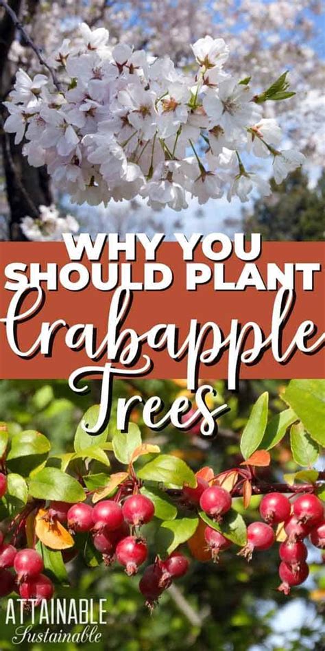 Everything You Need To Know About Crabapple Trees And Then Some