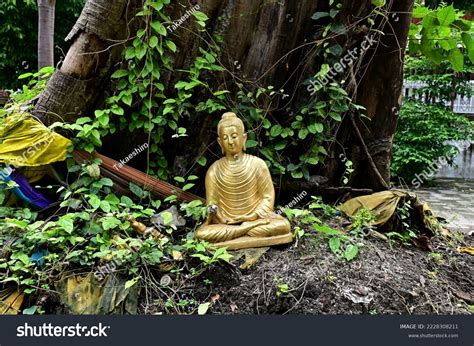 Golden Buddha Statue Under Bodhi Tree Stock Photo 2228308211 | Shutterstock