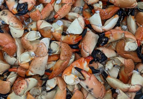 Florida Stone Crabs Fresh From Fl Keys Stone Crab Outlet