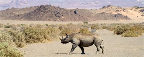 Top 5 Places To See Black Rhino | African Safaris