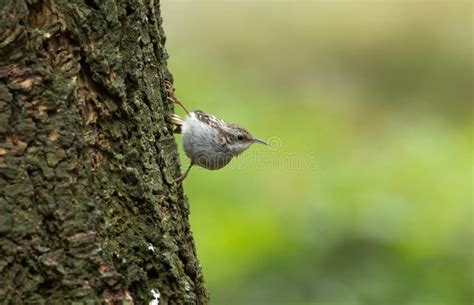 Treecreeper Certhia Familiaris Stock Image Image Of Peck Eurasian