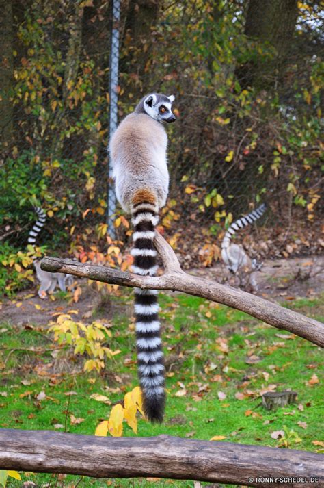 Ronny Schedel Serengeti Park Hodenhagen