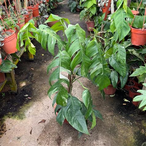 Epipremnum Pinnatum Variegated Dragon Tail Plant 0 8m Furniture