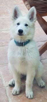 Courbe De Croissance Du Chiot Ukie Berger Blanc Suisse Femelle