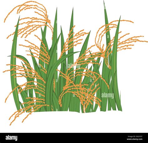 Vector Illustration Showing Rice Plants In A Field Stock Vector Image