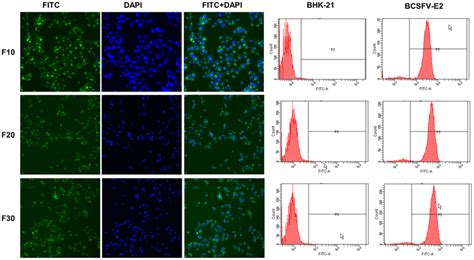 Immunofluorescence And Flow Cytometry Analysis Of BCSFV E2 Cell