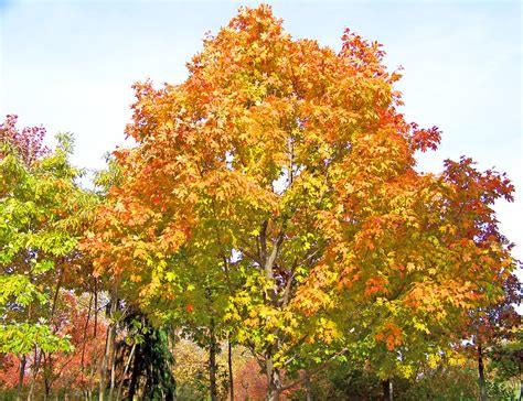 Maple Tree Free Stock Photo Public Domain Pictures