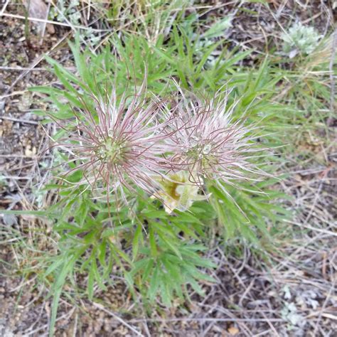 Pasque Flower Anemone Patens Fruit Western Carolina Botanical Club