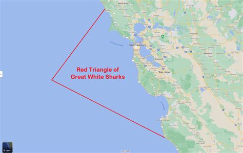 Shark Triangle California Red Triangle Great White Sharks