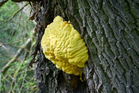 Bright Yellow Common Sulfur Fungus Laetiporus Sulphureus Stock Photo