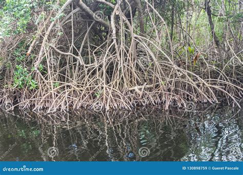 Mangrove swamp stock image. Image of mariegalante, island - 130898759