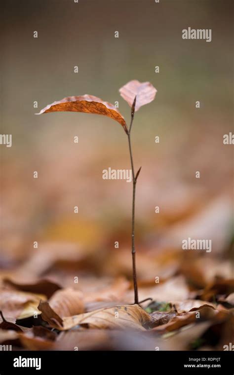 Beech Tree Sapling Hi Res Stock Photography And Images Alamy