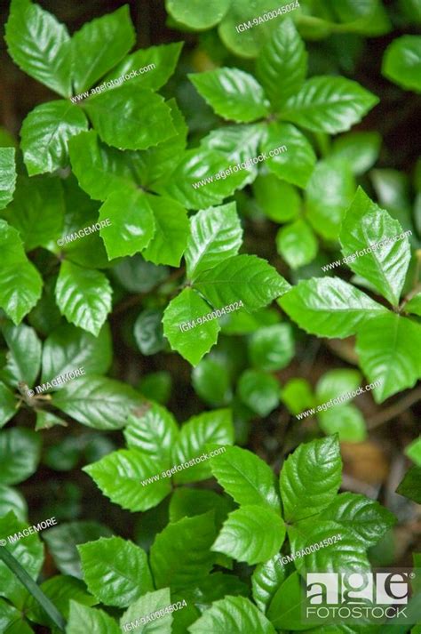 Ardisia Pusilla Herb Plant Guangxi Botanical Garden Of Medicinal