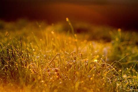 Free Images Water Nature Branch Dew Light Field Lawn Meadow