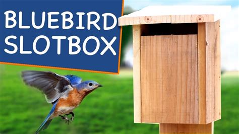 sparrow resistant bluebird house slot entrance - yogurtdraw