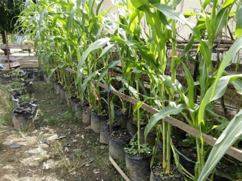 Cara Menanam Jagung Di Polybag Dengan Baik Dan Benar