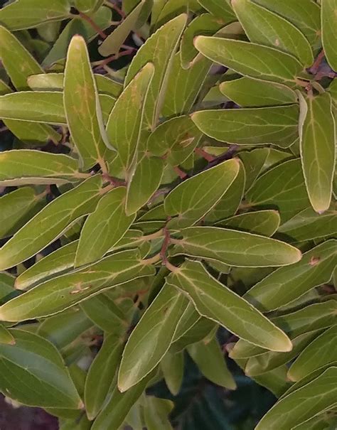 Dwarf Buffalothorn From Carletonville 2499 South Africa On December