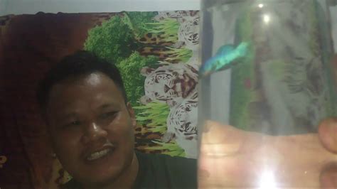 Cara Mengawinkan Ikan Cupang Cupang Halfmoon Vs Plakat YouTube