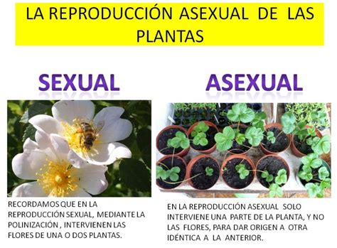 De Qu Forma Se Reproducen Las Plantas Nucleo Jardin